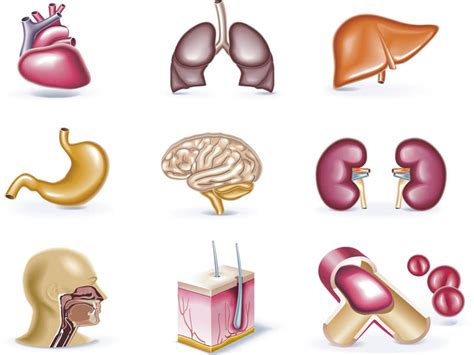 An organ is a collection of tissues that function in a particular manner. What is The Largest Organ in The Human Body? - PEI Magazine