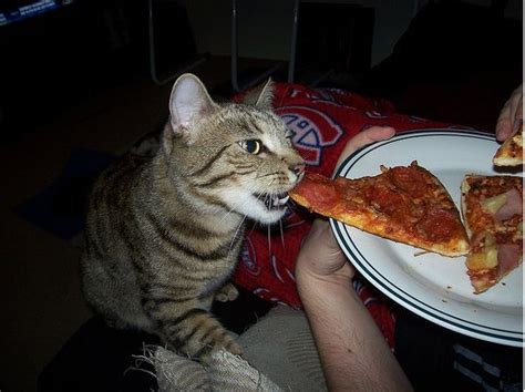 Can cats eat pepperoni pizza? 17 Cats Eating Pizza | Animal eating, Eat, People food