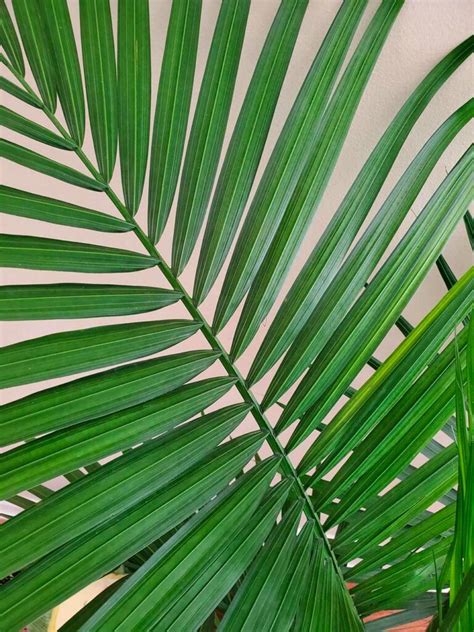 Indoor Palm Tree Care How To Trim A Palm Tree Plant