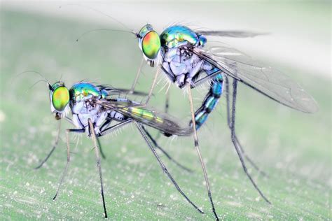 Do Insects Feel Pleasure When They Mate Ecolifely
