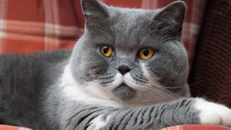 Flat Faced Cat Breeds 10 Cats With Flat Faces