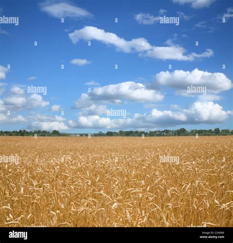 Wheat Field And Blue Sky Stock Photo Alamy