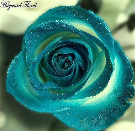 Amazing Flowers Beautiful Roses 12 Roses Blue Roses Blue Glass Vase