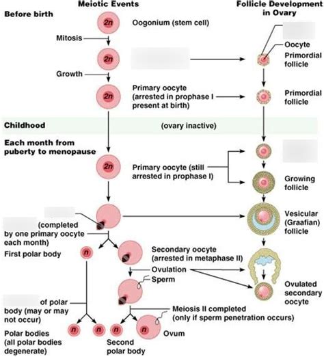 Events Of Oogenesis Diagram Diagram Quizlet