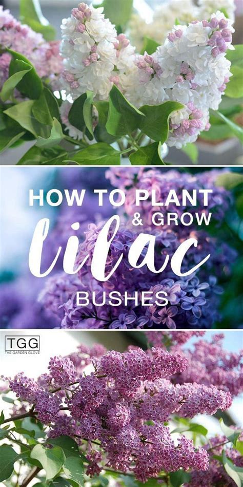 How To Plant And Grow Lilac Bushes Learn All About Planting Lilac