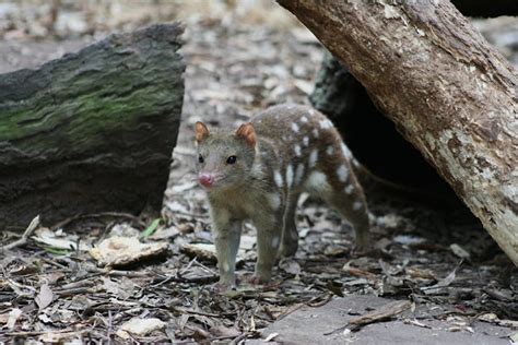 The Quoll Cute Cousin Of The Tasmanian Devil The Ark In Space
