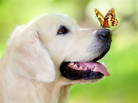 Butterfly On Dogs Nose Hd Wallpaper Background Image