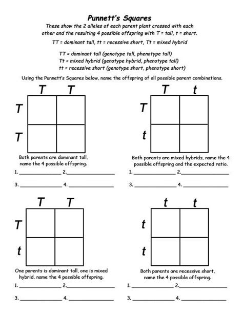 Punnett Square Worksheets With Answers