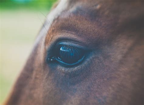 Animal Blur Brown Horse Stock Images Page Everypixel