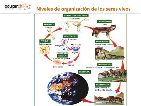 Niveles De Organizacion De Los Seres Vivos Con Ejemplos Nuevo Ejemplo