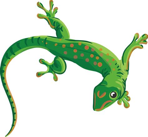 Gecko Png Transparent Image Download Size 1027x955px