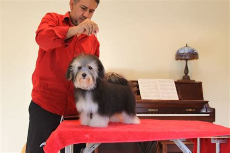 Videos Showing How To Groom A Havanese For The Show Ring Using Pure