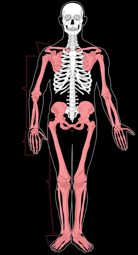 Appendicular Skeleton Human Skeleton Labeled Human Body Diagram