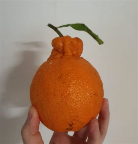 Why Is This Orange Shaped Like This Does The Top Bump Have A Purpose