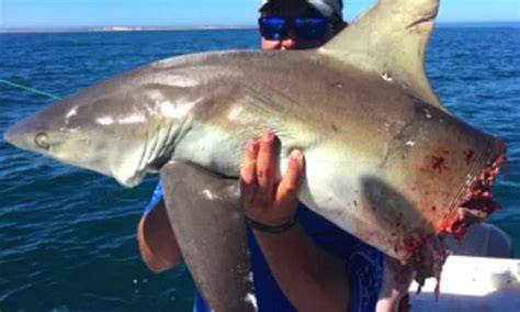 Hammerhead Shark Attacking A Person