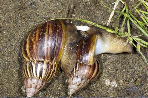 Giant African Land Snails Ecuador Photograph By Science Photo Library