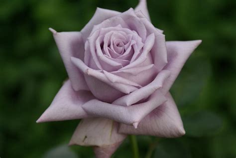 Mamy Blue Ludwigs Roses Hybrid Tea Roses Tea Roses Rose