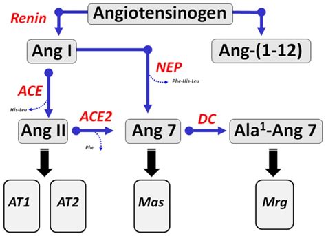 Enzymatic Cascade Of Angiotensin Peptide Formation And Metabolism
