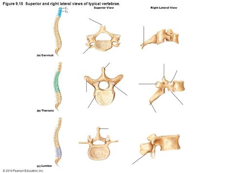 Cervical Thoracic Lumbar Vertebrae Diagram Quizlet