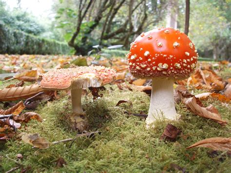 The Influence Of Hallucinogenic Mushrooms On Christmas Fungi