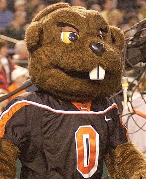 83 Best Images About College Mascots Pac 12 On Pinterest University
