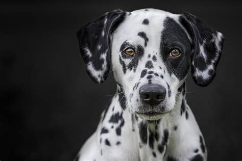 Download Stare Muzzle Dog Animal Dalmatian Hd Wallpaper