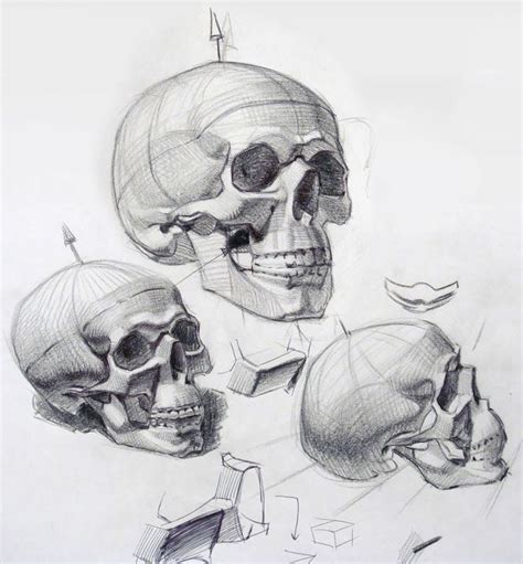 Skull Studies Anatomy Art Skulls Drawing Anatomy Sketches