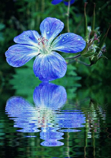 Pin By Naty Alarcon On Blue Flowers Flowers  Blue Flowers Flowers