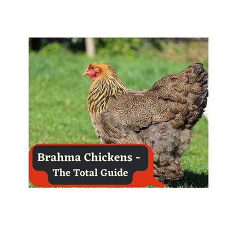 Brahma Chicken The Total Guide My Chicken Guide