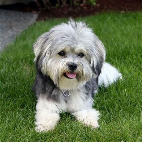 Find havanese puppies and breeders in your area and helpful havanese information. havanese | havanese dog,havanese dog rescue,dara luz ...