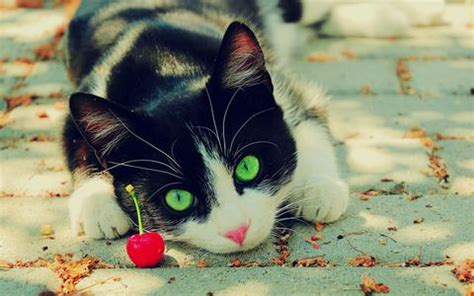 Before offering cherries to your cat, always pay attention to the parts you're feeding her. Can Cats Eat Cherries | Cat Breed Selector