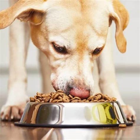Can Dogs Eat Cat Food The Truth Unfold