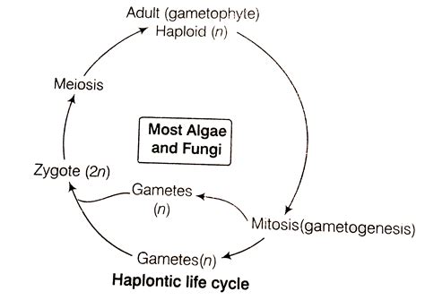 Life Cycle Of Angiosperm Class 11 Ncert Slidesharetrick