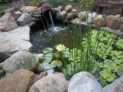My Gold Fish Pond With Real Gold Fish Goldfish Pond Backyard