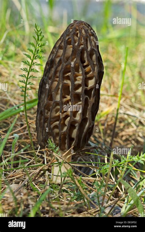 Black Morel Morchella Conica Stock Photo Alamy