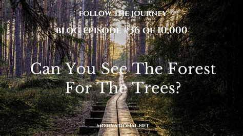 Ep36 Can You See The Forest For The Trees