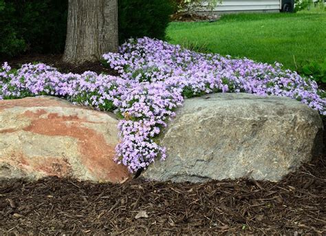 We wanted a plant that would fill in an area with a carpet of foliage. Low-Maintenance Ground Covers: The Best Ones for Your Yard ...