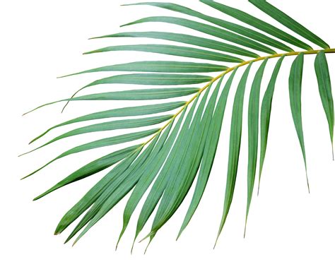 Palm Leaf Png Clipart Transparent Png Full Size Clipart My XXX Hot Girl