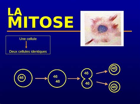 Ppt La Mitose Une Cellule Deux Cellules Identiques Au Cours De La