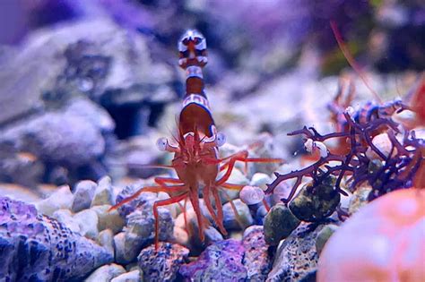 Sexy Shrimp • Think Smart Think Esha