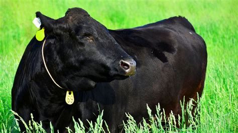 牛（うし）の栄養学 健康や効果 食べ方や選び方 保存方法 作り方やレシピ