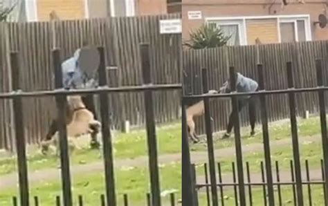 Video Perros Atacan Y Mutilan A Mujer En Parque
