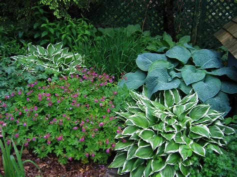 Geraniums Delicate Beauty For The Perennial Garden Enchanted Gardens