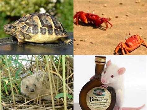5 Unusual Pets To Keep - Boldsky.com