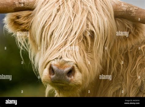 Highland Cow Isle Of Mull Scotland United Kingdom Stock Photo Alamy