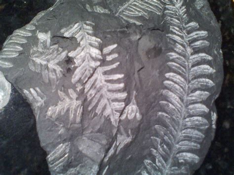 Fern Fossil In Slate Approx 300 Million Years Old Found In