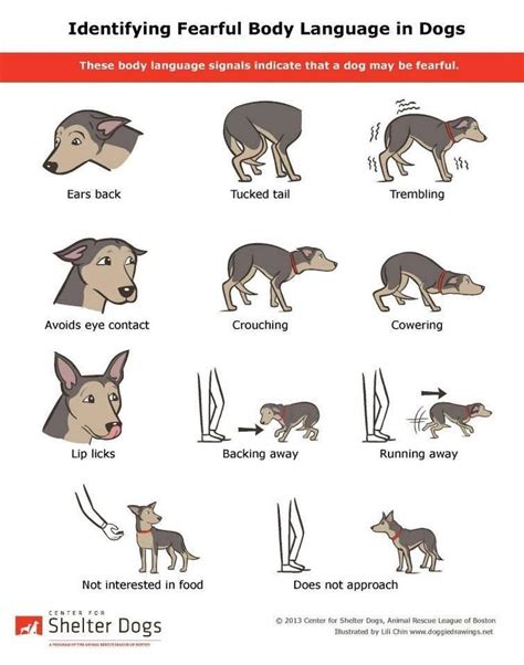 25 Best Dog Body Language Images On Pinterest Dog Stuff Dog Body