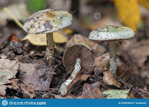 The Blue Roundhead Stropharia Caerulea Is An Edible Mushroom Stock