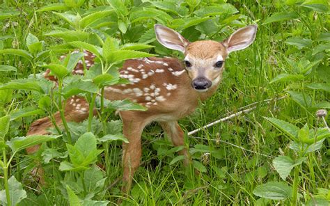 Why Are Baby Deer Called Fawns Wonderopolis