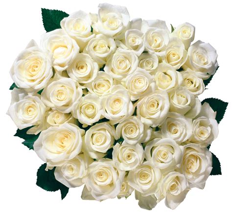 White Roses Png Transparent White Rosespng Images Pluspng